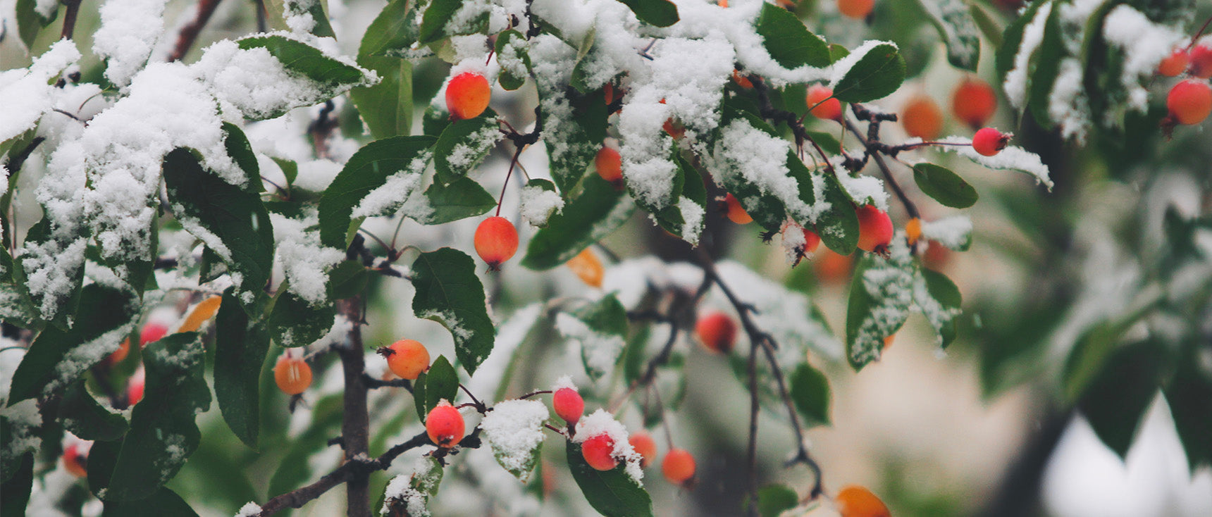 Préparer l'hiver avec les plantes